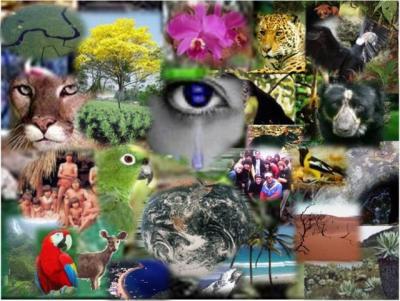 20120522160337-d.i.biodiversidade.jpg