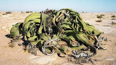 20130325171306-welwitschia-.jpg