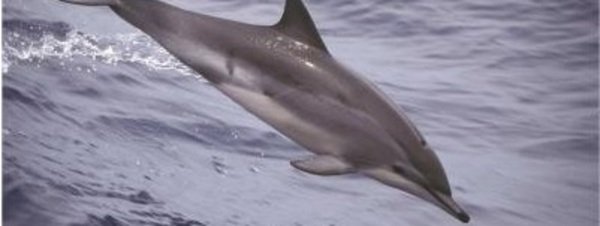 20140114175515-delfin-climene-stenella-clymen-54397916430-51351706917-600-226.jpg