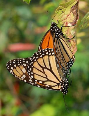 20160704195903-mariposa-monarca-apareamiento.jpg