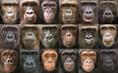 20160706082625-la-diversidad-genetica-entre-grandes-simios-es-mayor-que-entre-humanos-image-380.jpg