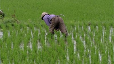 20160711112904-711265532-escardar-algo-las-malas-hierbas-agacharse-campo-de-arroz-cultivo-de-arroz.jpg