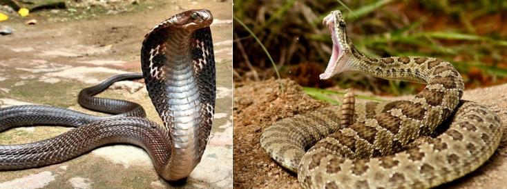 20161002203230-serpientes-venenosas-1.jpg