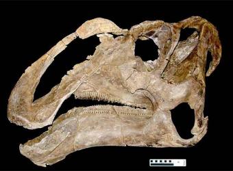 20071005174339-nueva-especie-dinosaurio-mandibula-800-dientes.jpg