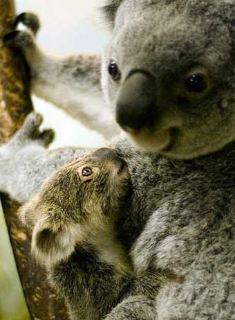20080405101120-koala-australiano-peligro.jpg