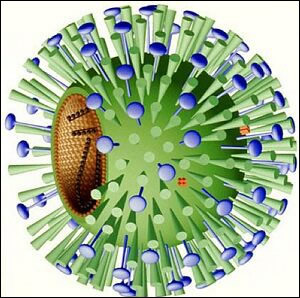 20090818170929-flu-virus.jpg