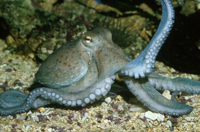 20100315173708-octopus-vulgaris.jpg