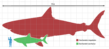 20110411174826-carcharodon-megalodon1.png