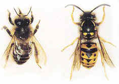 20110821121726-abella-avispa.jpg