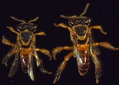 20120111105455-abellas-soldado.jpg