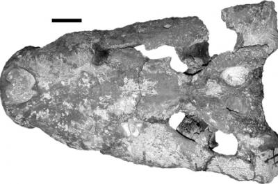 20120508141012-fosil-do-cranio-del-crocodylus-thorbjarnarsoni-.jpg