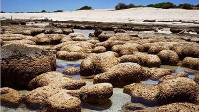 20130305173105-stromatolites.jpg