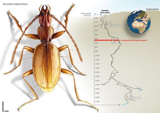 20140708155314-nueva-especie-de-escarabajo-en-la-cueva-mas-profunda-del-mundo-image-380.jpg