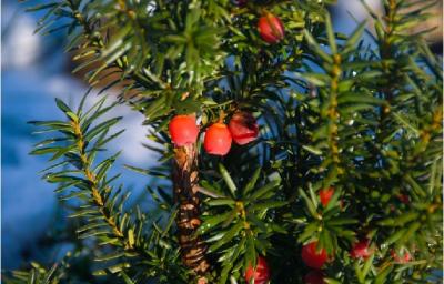 O TEIXO: UNHA ÁRBORE MILENARIA