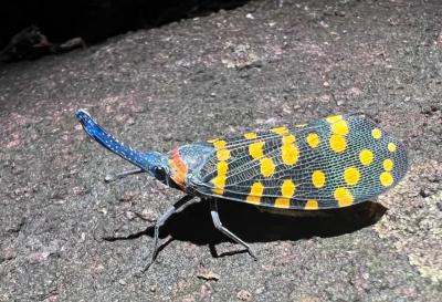 Queda tanta vida por descubrir neste planeta como a xa co&ntilde;ecida