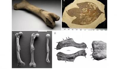 Enfermidades do pasado: trilobites feridos, dinosauros coxos e outros males prehist&oacute;ricos