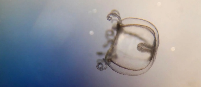 A invasi&oacute;n silenciosa dunha medusa que xa est&aacute; en 17 pa&iacute;ses europeos: o 80% da poboaci&oacute;n nin sequera sabe que existe