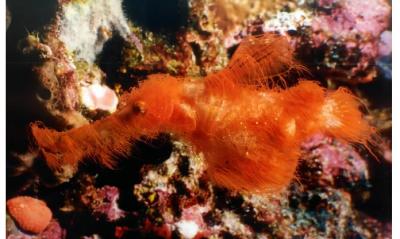 Descobren o peixe m&aacute;is ins&oacute;lito da Gran Barreira: 36 v&eacute;rtebras, pelos e un nome inesperado