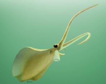 Antepasado del calamar