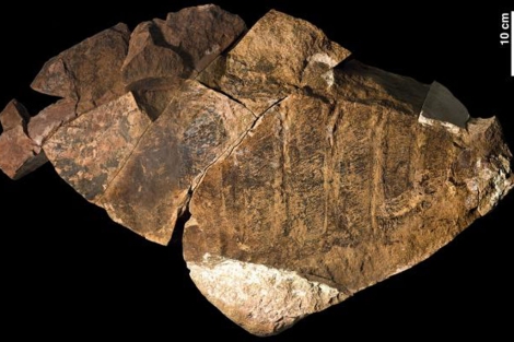 Fósil del anomalocárido encontrado en Marruecos. |Nature