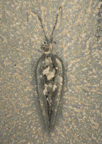 Fósil de ’Nectocaris pteryx’